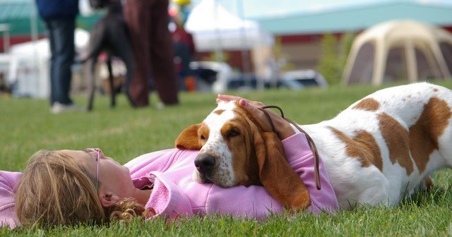 “Basset Hound Puppies for Sale – healthy, vaccinated, and ready for adoption from Alex Basset Hound Puppies”

