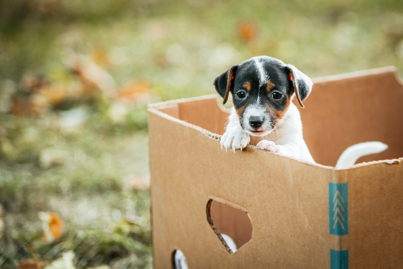 ground-shipping-vs-shipping-a-puppy-by-air
