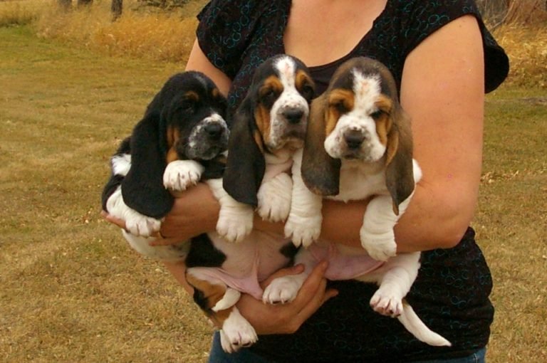 "Healthy Basset Hound puppies available for adoption"