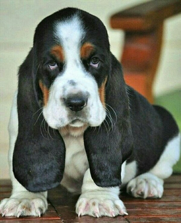 Cooper
