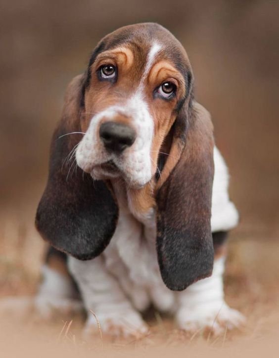 Basset Hound Puppies Adoption