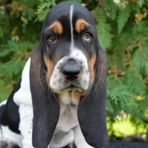 basset hound puppy for sale