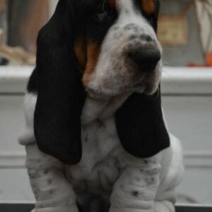puppy for sale