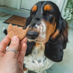 basset hound puppy for sale