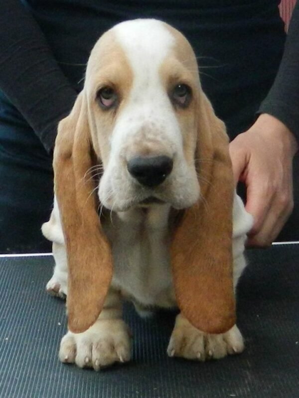 basset hound puppy