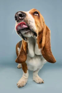 “Basset Hound Puppies for Sale in UK – healthy, purebred Basset puppy raised in the UK by Alex Basset Hound Puppies”