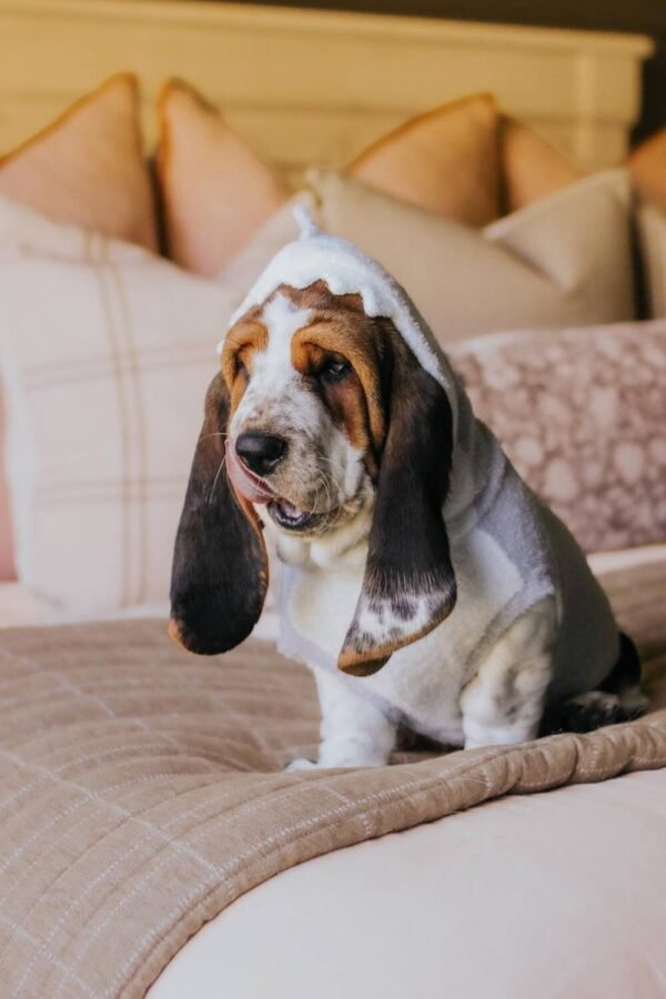 basset hound puppy for sale