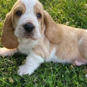 BASSET HOUND PUPPY FOR SALE