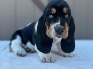“Nato Basset Hound Puppy – 12 weeks old, male, calm and affectionate, available for adoption at Alex Basset Hound Puppies”