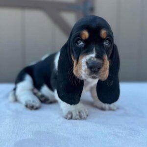 “Nato Basset Hound Puppy – 12 weeks old, male, calm and affectionate, available for adoption at Alex Basset Hound Puppies”