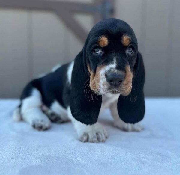 “Nato Basset Hound Puppy – 12 weeks old, male, calm and affectionate, available for adoption at Alex Basset Hound Puppies”