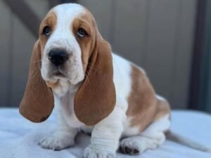 “Tania Basset Hound Puppy – 12 weeks old female, calm and gentle, available for adoption from Alex Basset Hound Puppies”