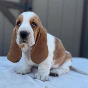 “Tania Basset Hound Puppy – 12 weeks old female, calm and gentle, available for adoption from Alex Basset Hound Puppies”