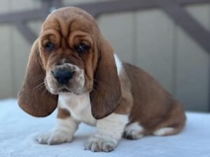 “Tania Basset Hound Puppy – 12 weeks old female, calm and gentle, available for adoption from Alex Basset Hound Puppies”