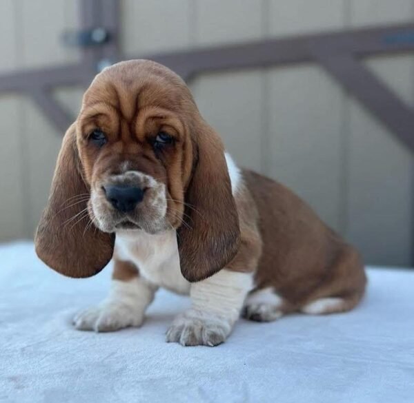 “Tania Basset Hound Puppy – 12 weeks old female, calm and gentle, available for adoption from Alex Basset Hound Puppies”