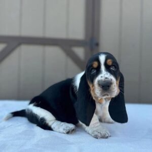 “Tobie Basset Hound Puppy – 12 weeks old male with calm personality, available for adoption with his brother at Alex Basset Hound Puppies”