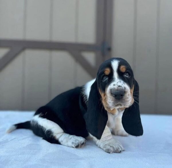 “Tobie Basset Hound Puppy – 12 weeks old male with calm personality, available for adoption with his brother at Alex Basset Hound Puppies”