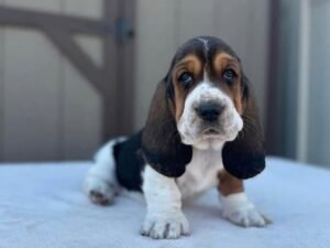 “Bella Basset Hound Puppy – 12 weeks old, gentle and affectionate female available for adoption from Alex Basset Hound Puppies”