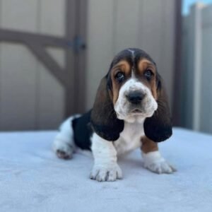 “Bella Basset Hound Puppy – 12 weeks old, gentle and affectionate female available for adoption from Alex Basset Hound Puppies”