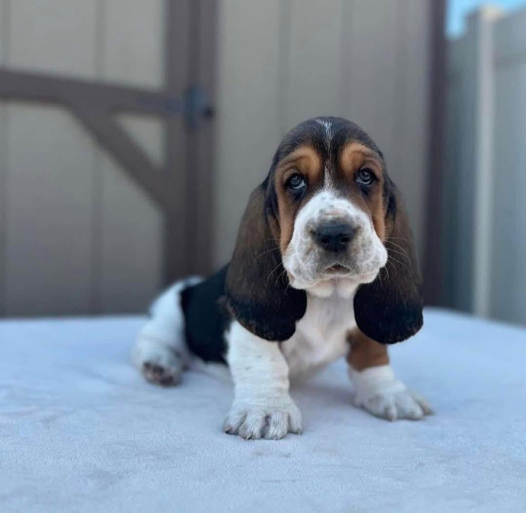 puppy for adoption