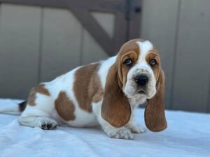 Shanie Basset Hound Puppy