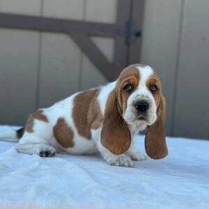 Shanie Basset Hound Puppy