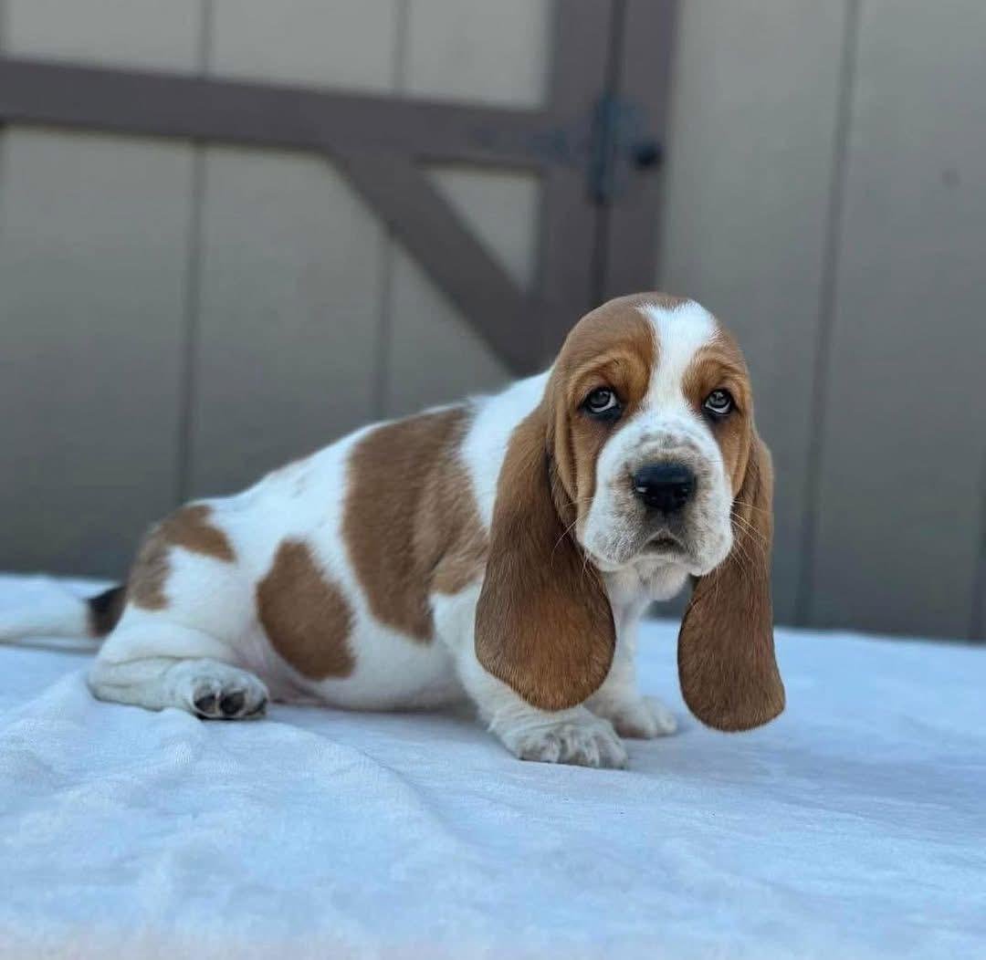 puppy for sale