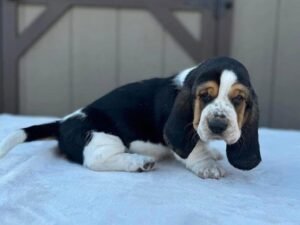 Copper Basset Hound Puppy