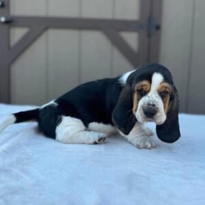 Copper Basset Hound Puppy