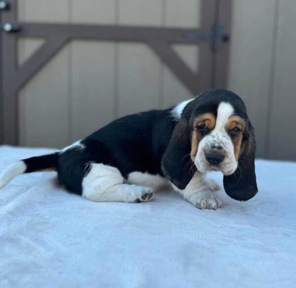 Copper Basset Hound Puppy