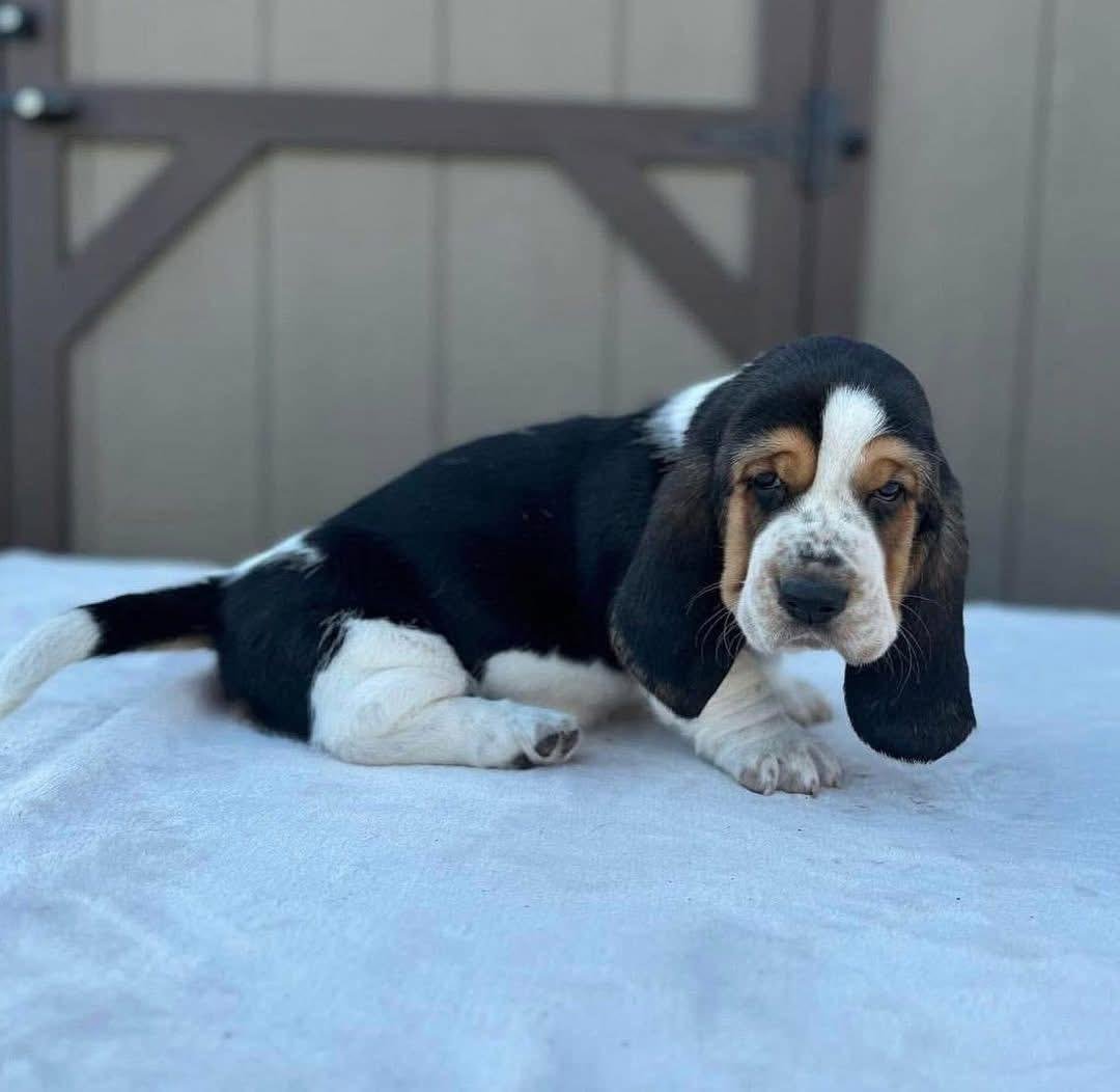 puppy for adoption near me