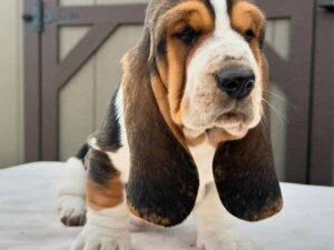 basset hound puppies