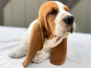 basset hound puppies for sale