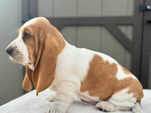 basset hound puppies for sale