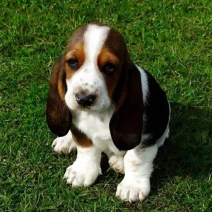 “Thor Basset Hound Puppy – calm 11-week-old male, affectionate and potty trained, available for adoption from Alex Basset Hound Puppies”