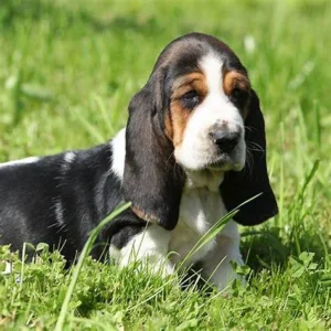 “Zed Basset Hound Puppy – 11 weeks old male, calm and affectionate, available for adoption from Alex Basset Hound Puppies”