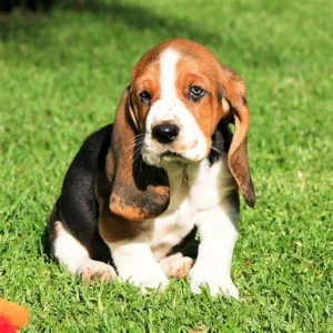 “Zina Basset Hound Puppy – 11-week-old calm female available for adoption at Alex Basset Hound Puppies”