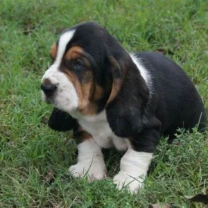 “Luiz Basset Hound Puppy – 12-week-old male, calm and affectionate, ready for adoption from Alex Basset Hound Puppies”