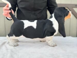 basset hound puppies for sale