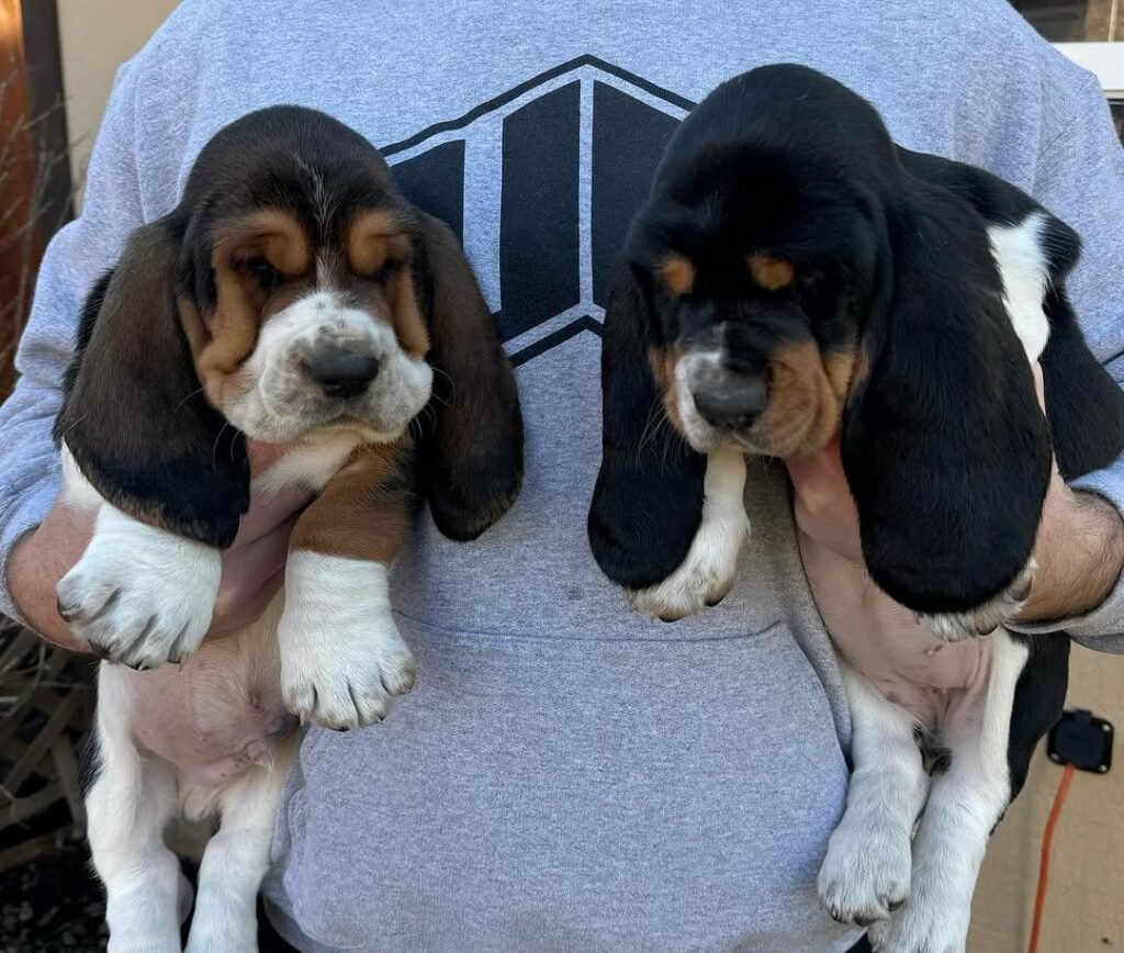 basset hound puppies for sale
