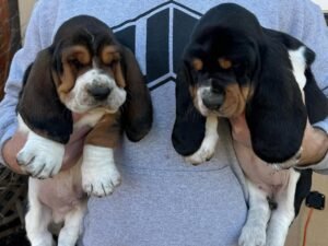 basset hound puppies for sale